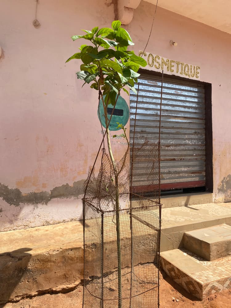 Photo prise le jour de la plantation