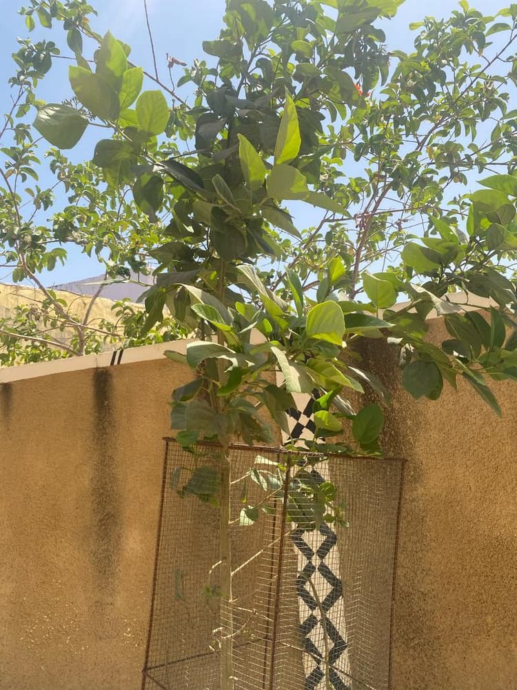 Photo prise le jour de la plantation