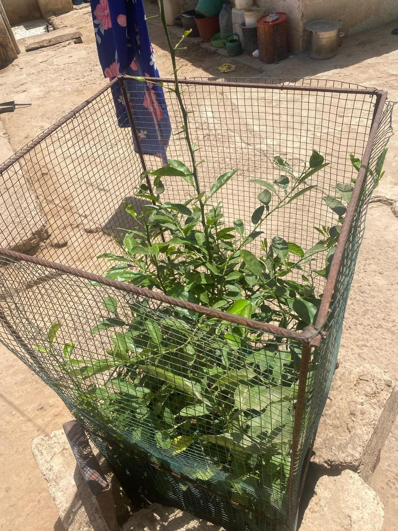 Arbre LK-0124 le jour de sa plantation