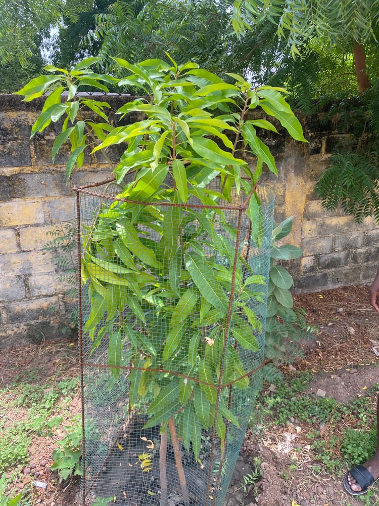 Photo prise le jour de la plantation
