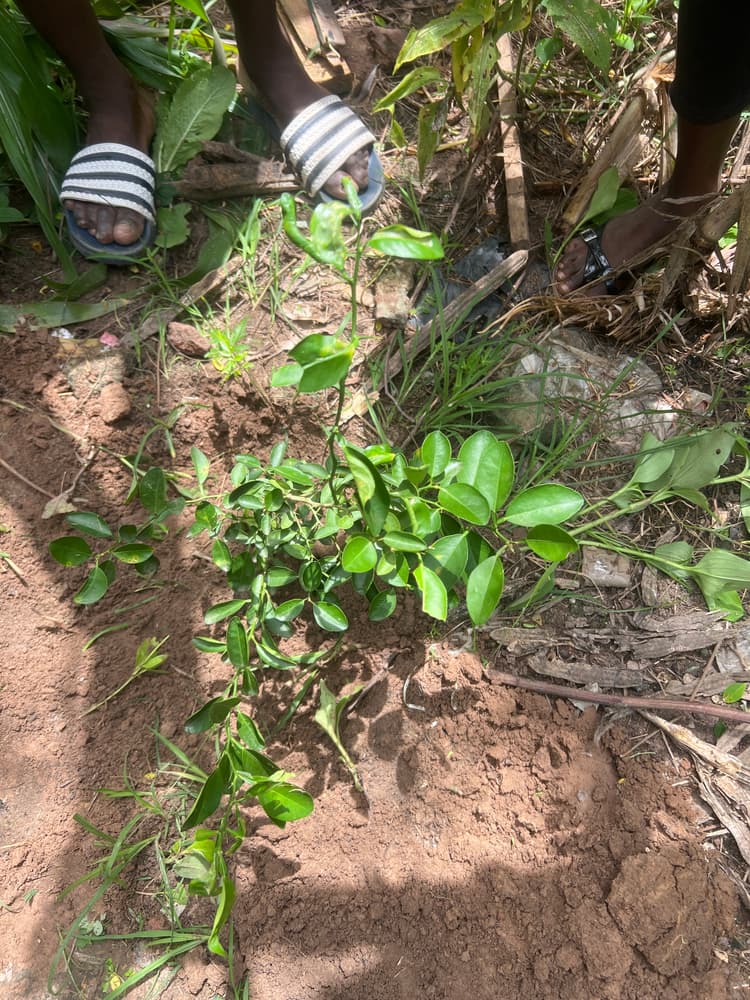 Photo prise le jour de la plantation