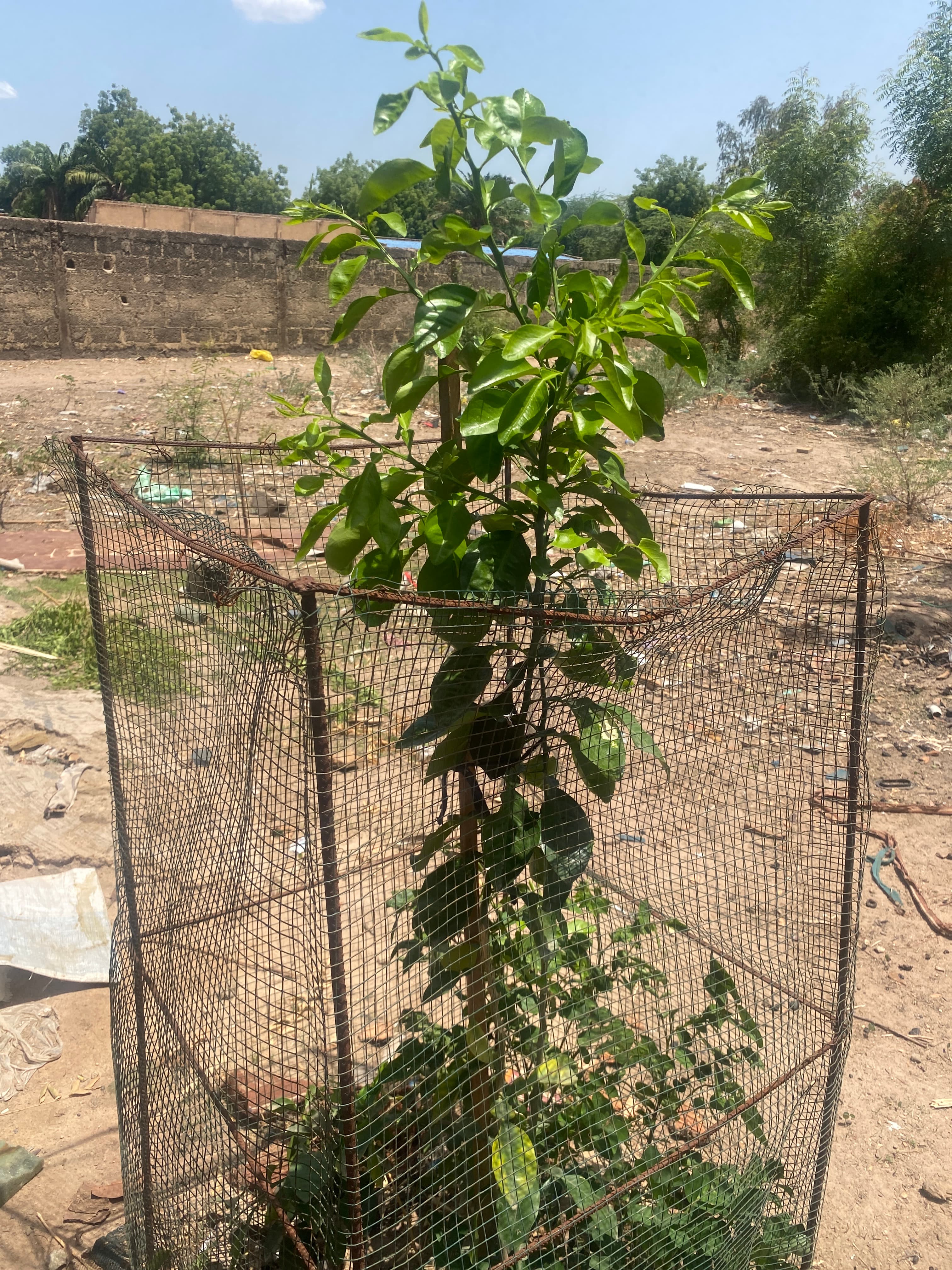 Arbre LK-0118 le jour de sa plantation