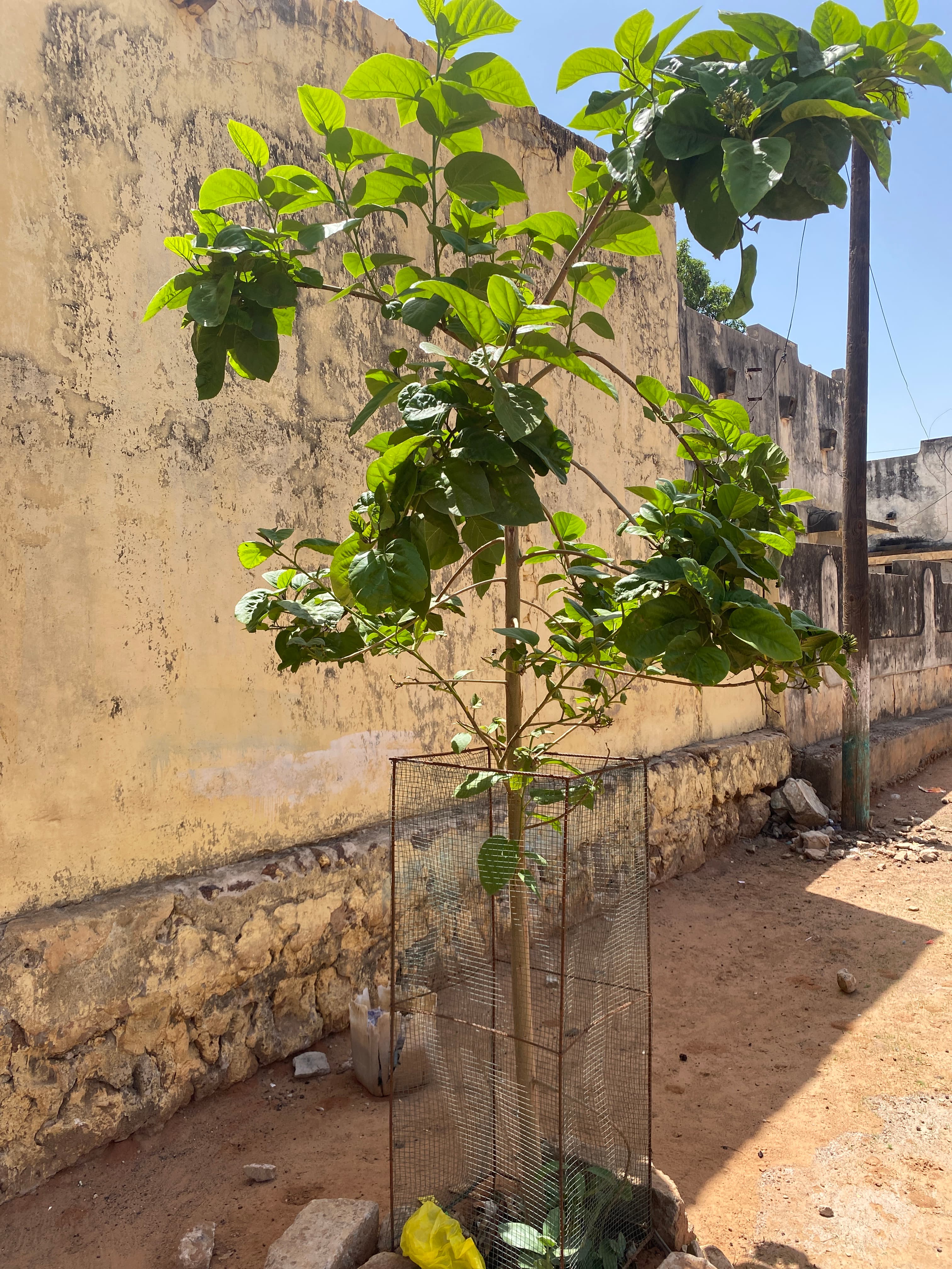 Arbre LK-0277 le jour de sa plantation