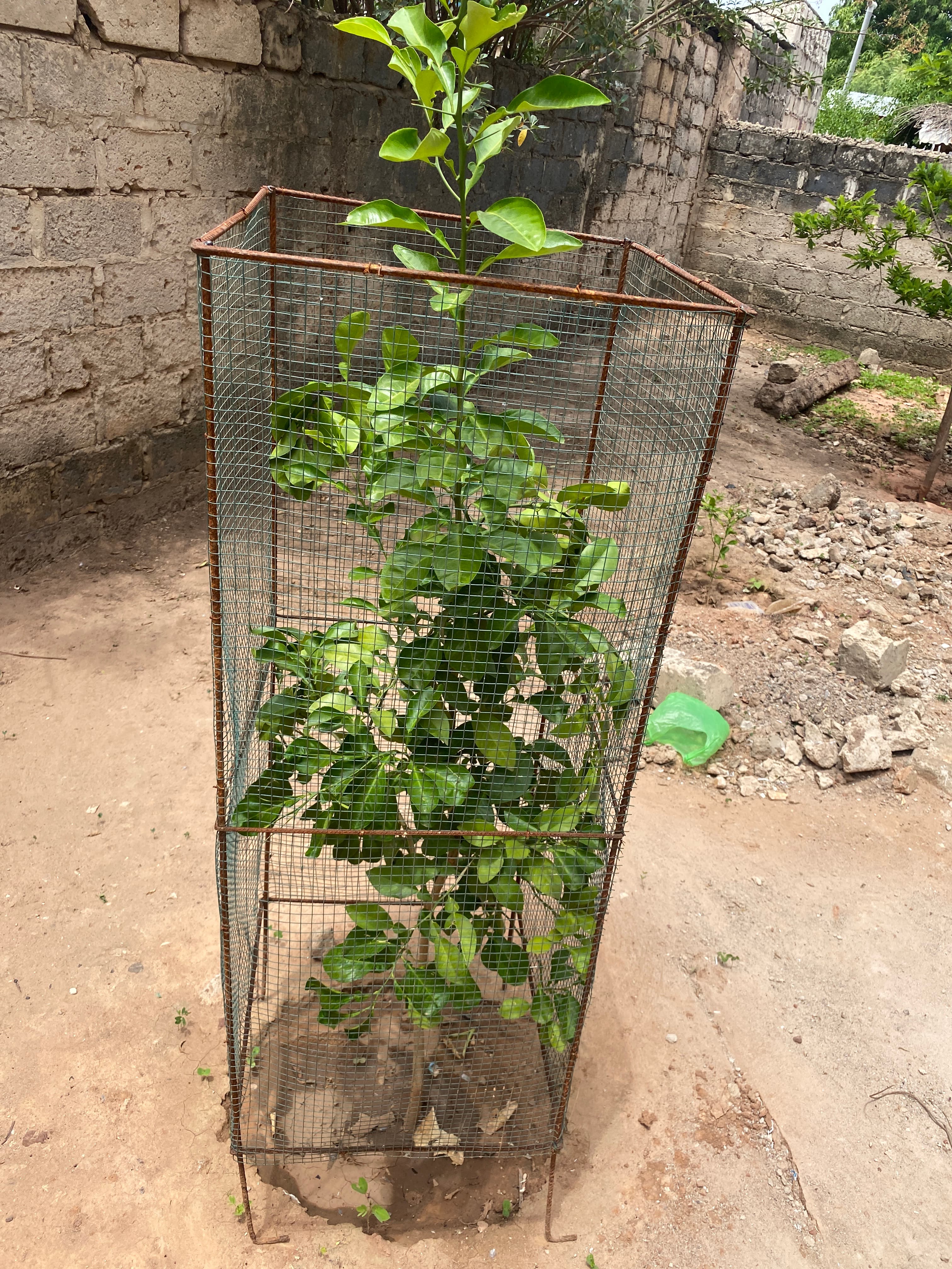 Arbre LK-0070 le jour de sa plantation
