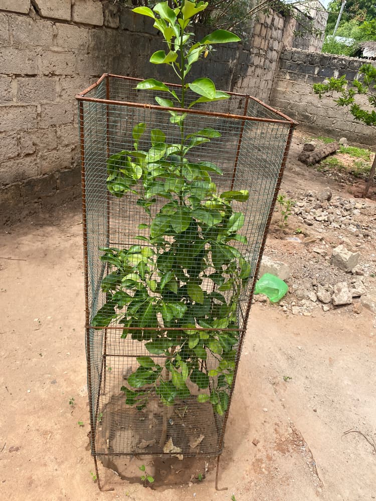 Photo prise le jour de la plantation