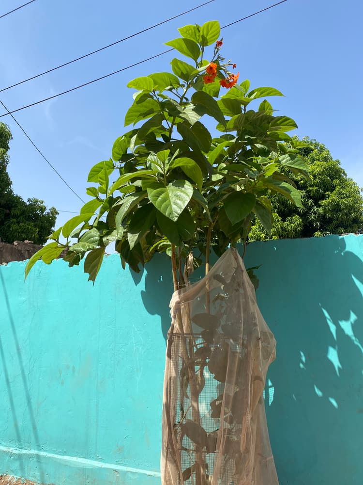 Photo prise le jour de la plantation