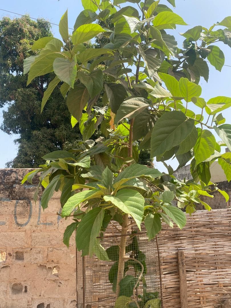 Arbre LK-0113 le jour de sa plantation