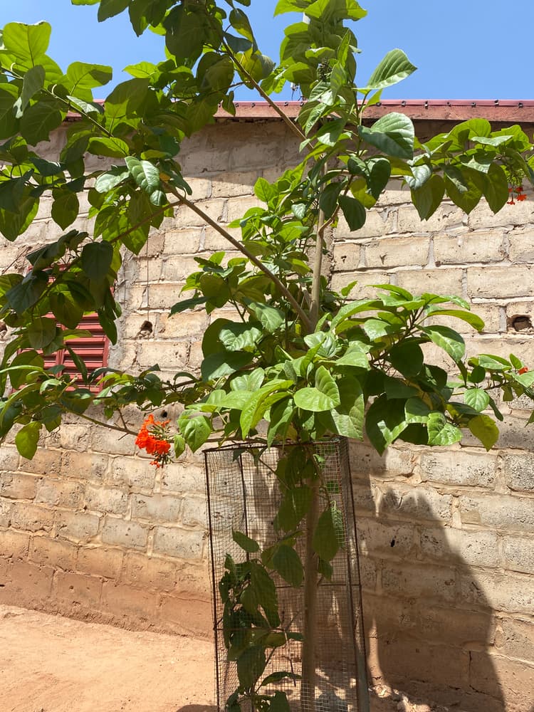 Photo prise le jour de la plantation