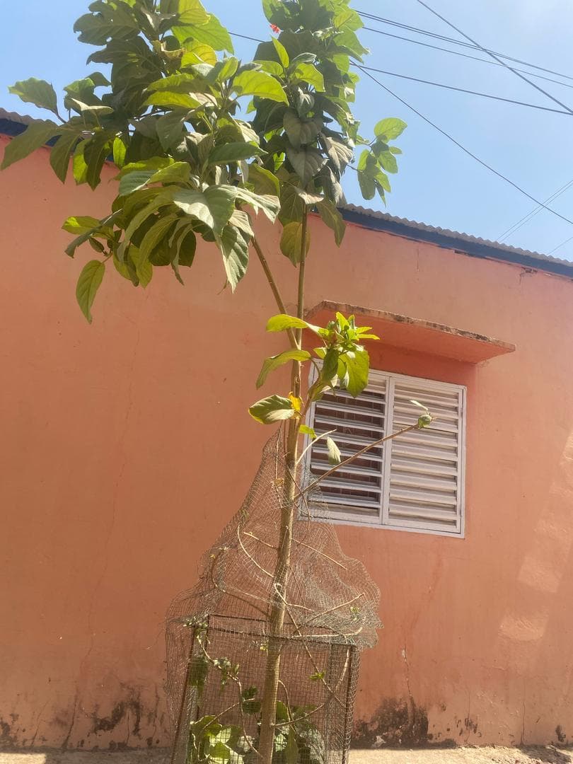 Arbre LK-0117 le jour de sa plantation