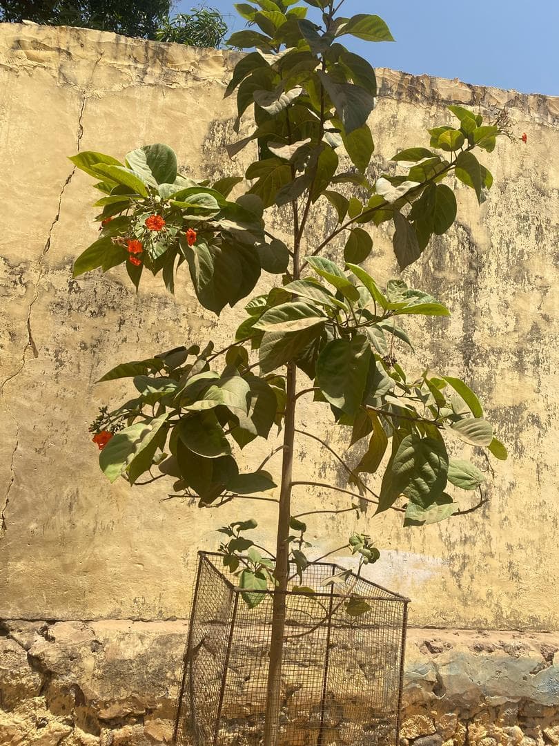Arbre LK-0147 le jour de sa plantation