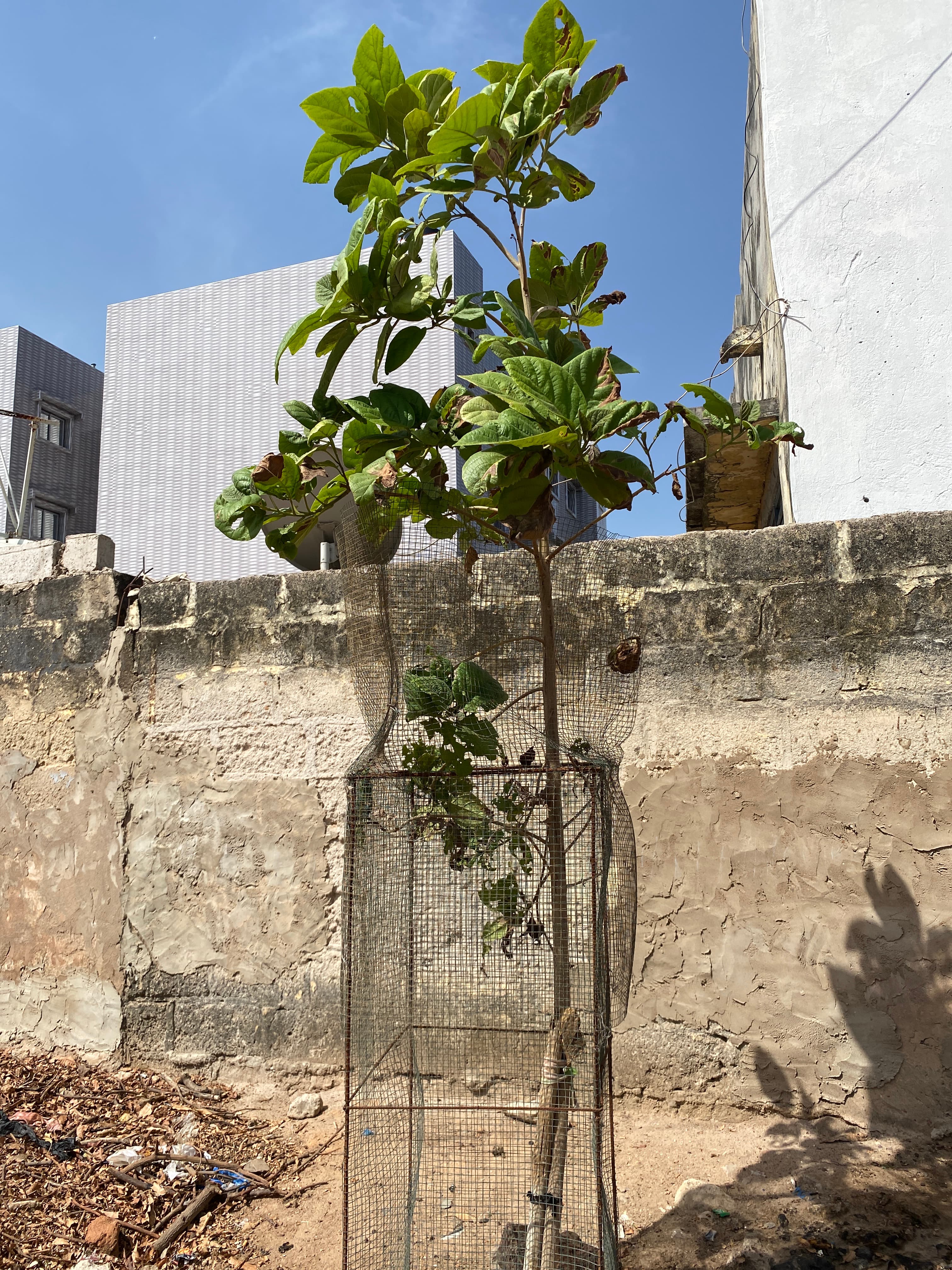 Arbre LK-0173 le jour de sa plantation
