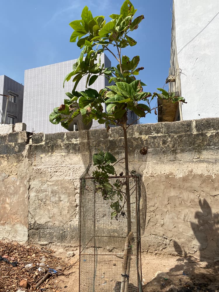 Photo prise le jour de la plantation