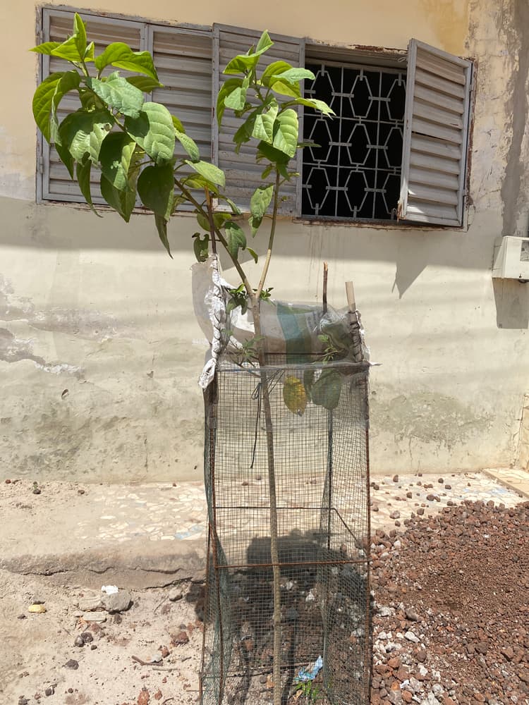 Photo prise le jour de la plantation