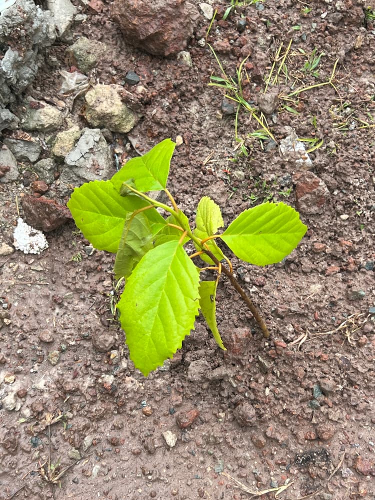 Photo prise le jour de la plantation