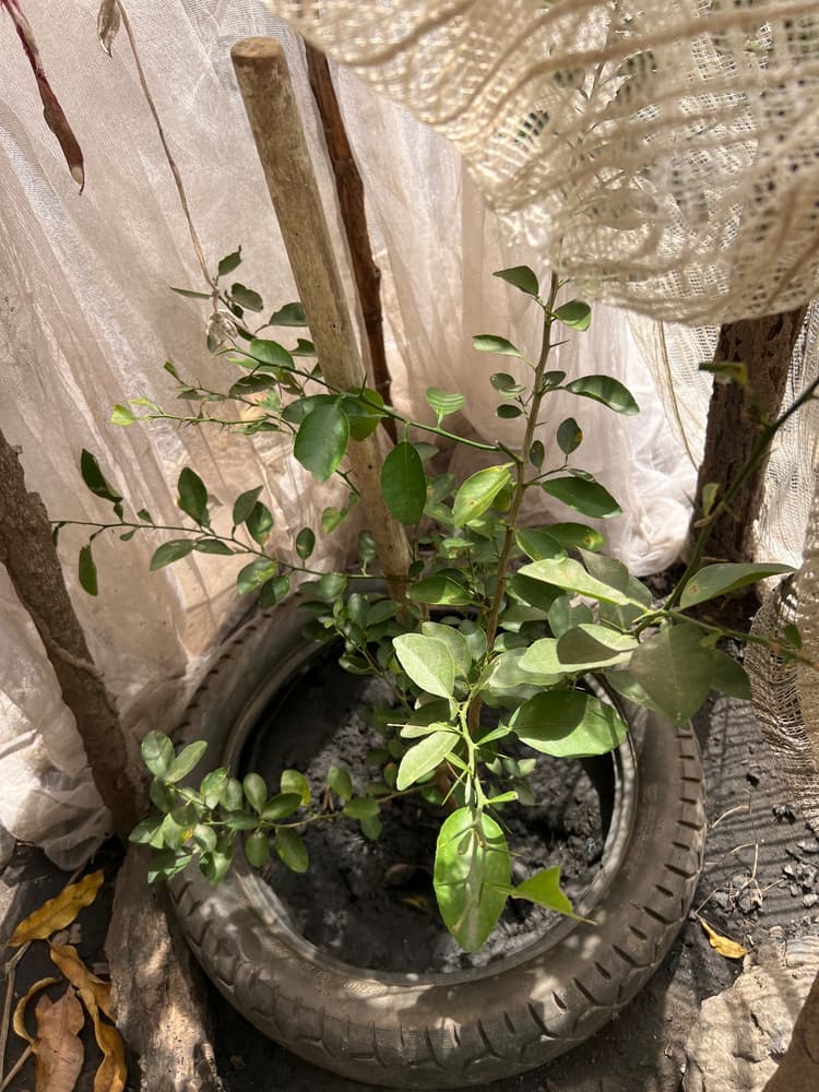 Photo de suivi du 20 novembre 2025