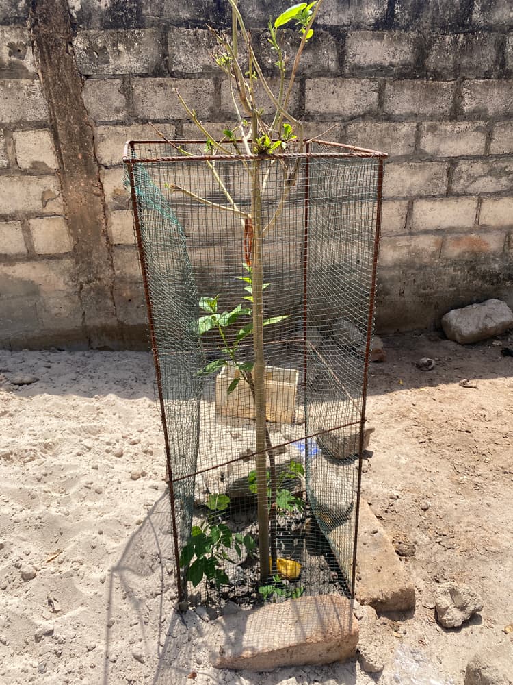 Photo prise le jour de la plantation