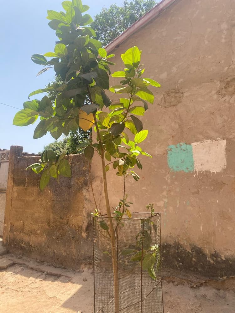 Photo prise le jour de la plantation