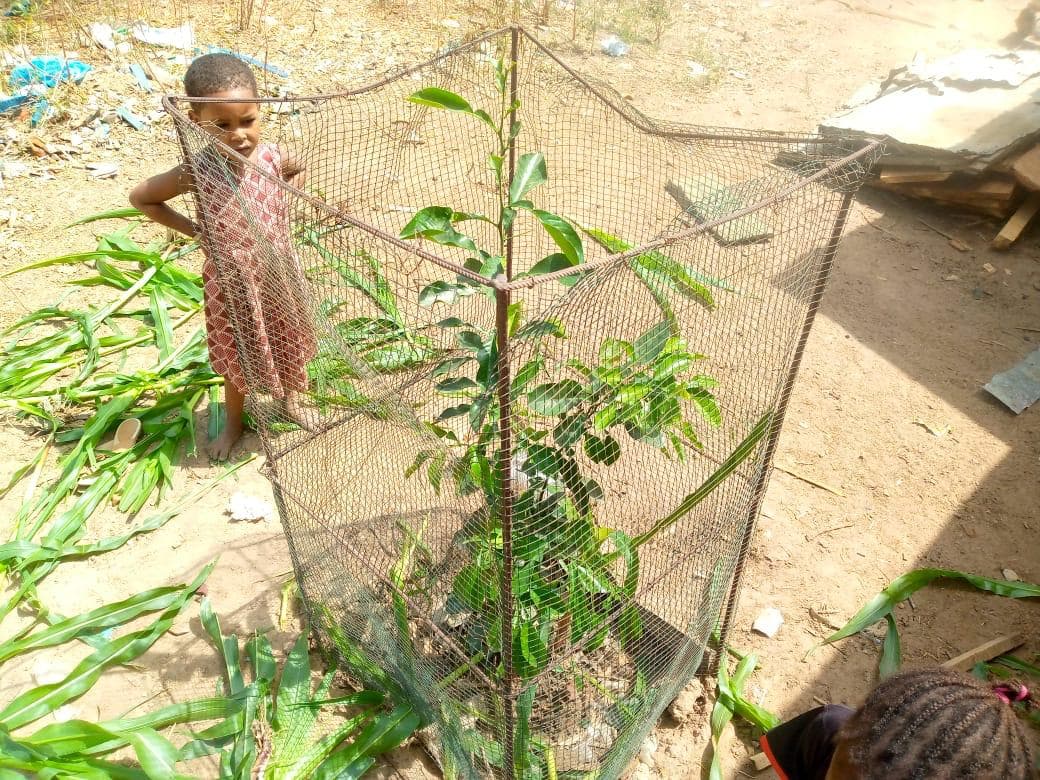 Arbre LK-0261 le jour de sa plantation