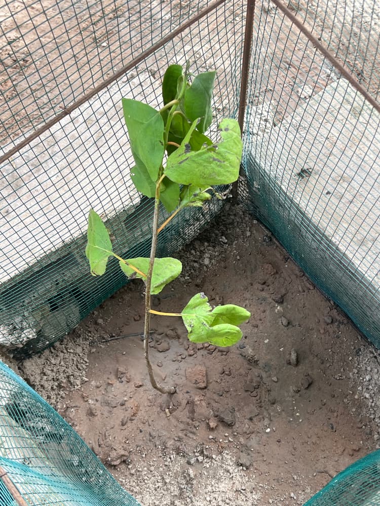 Photo prise le jour de la plantation