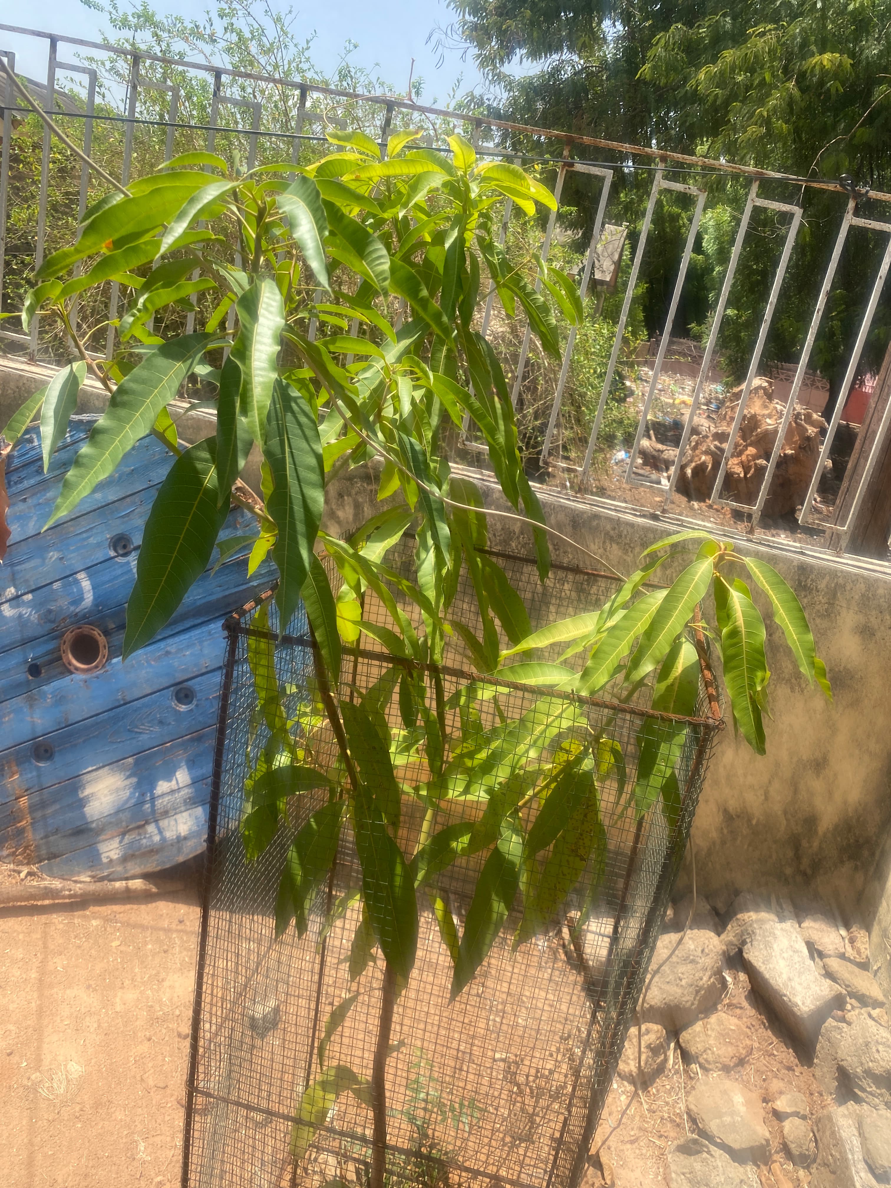 Arbre LK-0133 le jour de sa plantation