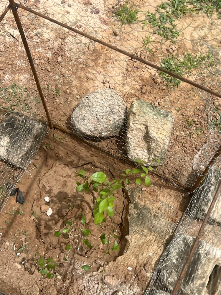 Photo prise le jour de la plantation