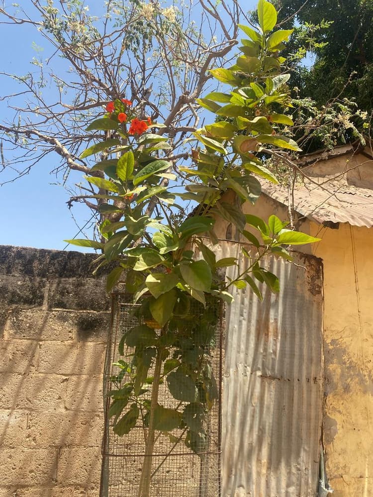 Photo prise le jour de la plantation