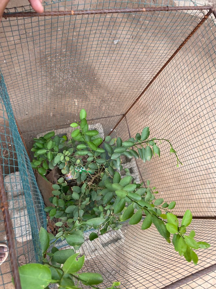 Photo prise le jour de la plantation