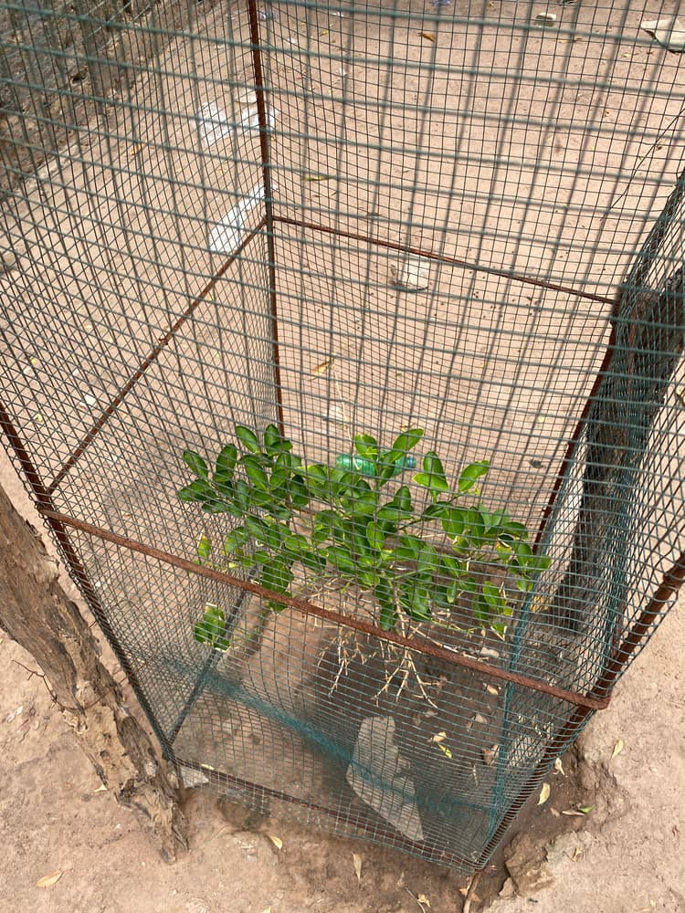 Photo prise le jour de la plantation