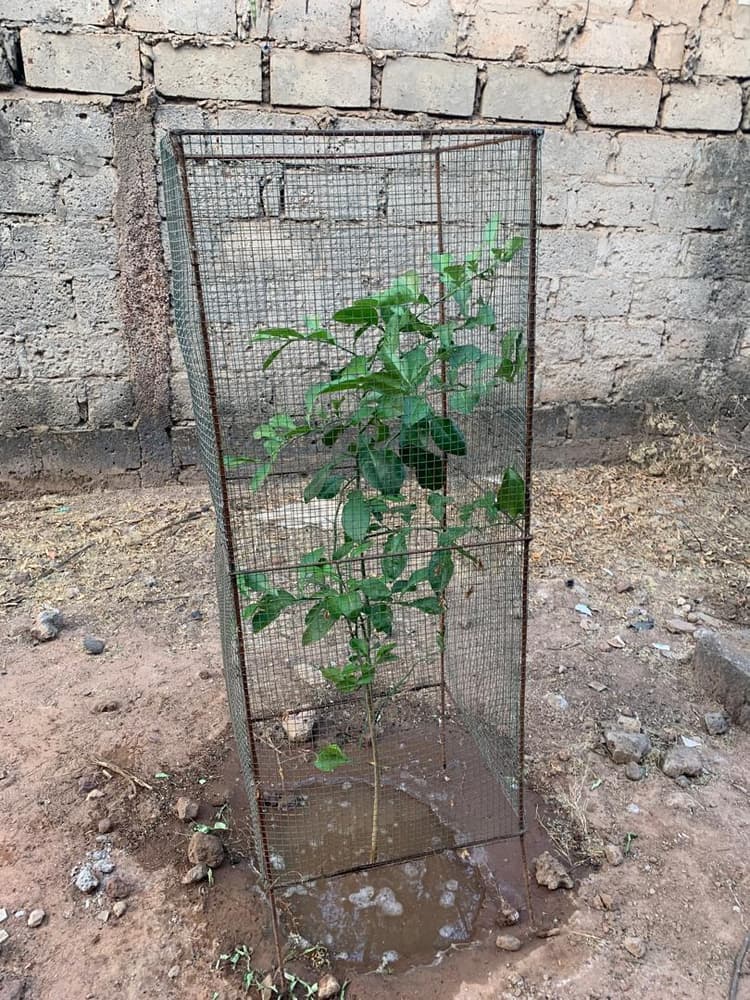 Photo prise le jour de la plantation