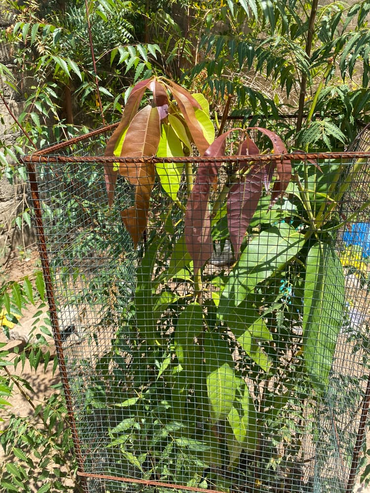 Photo prise le jour de la plantation