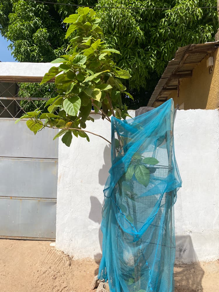 Photo prise le jour de la plantation