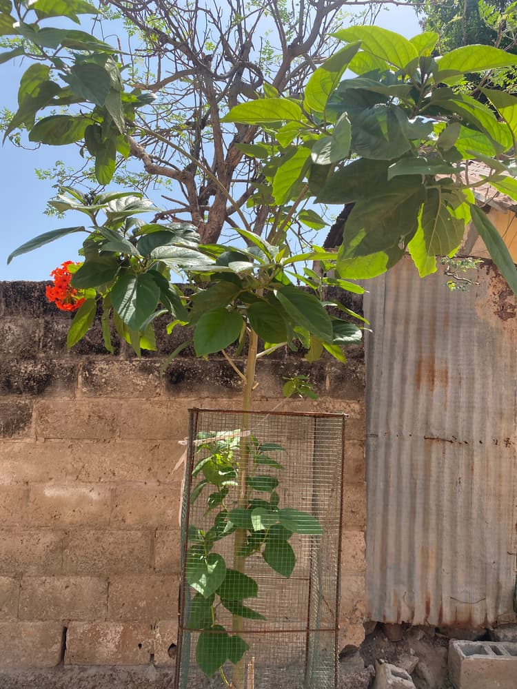 Photo prise le jour de la plantation