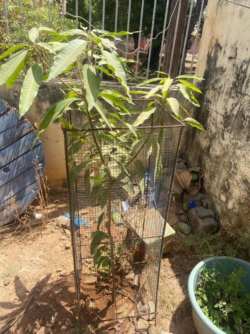Arbre LK-0226 le jour de sa plantation
