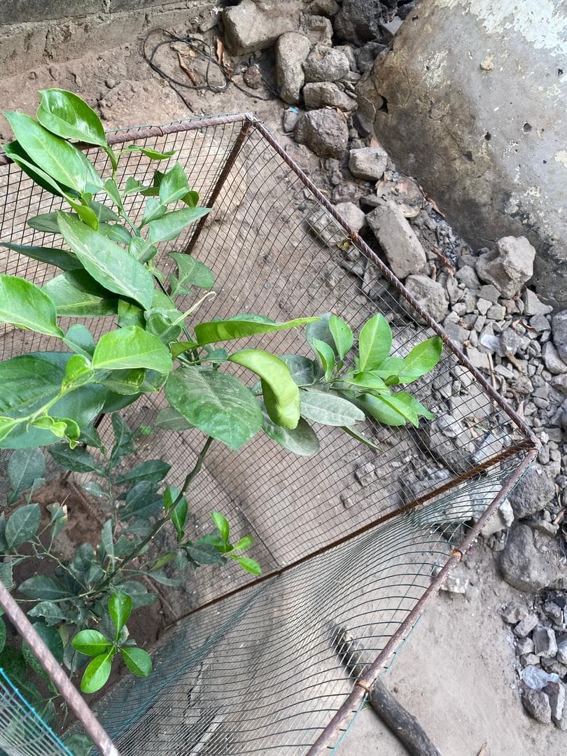 Arbre LK-0281 le jour de sa plantation