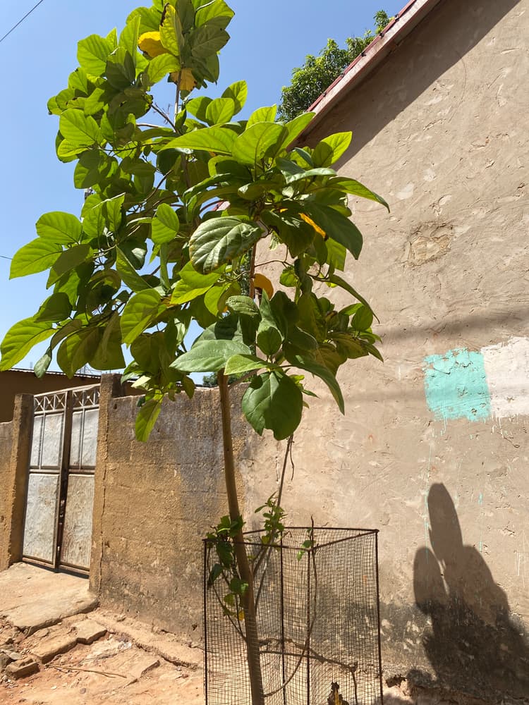 Photo prise le jour de la plantation
