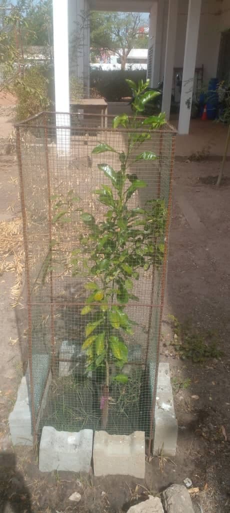Arbre LK-0004 le jour de sa plantation