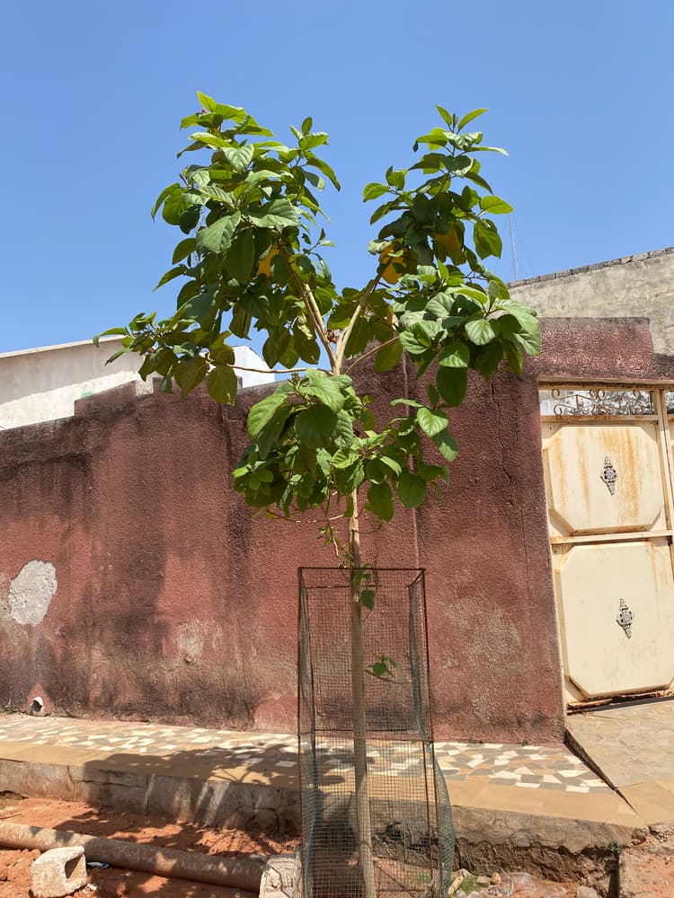 Photo prise le jour de la plantation