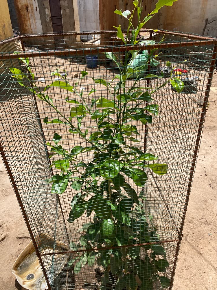 Photo prise le jour de la plantation