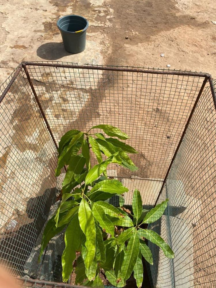 Photo prise le jour de la plantation