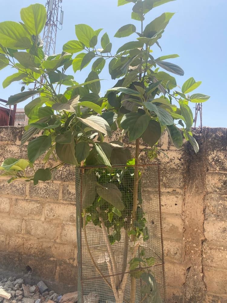 Photo prise le jour de la plantation