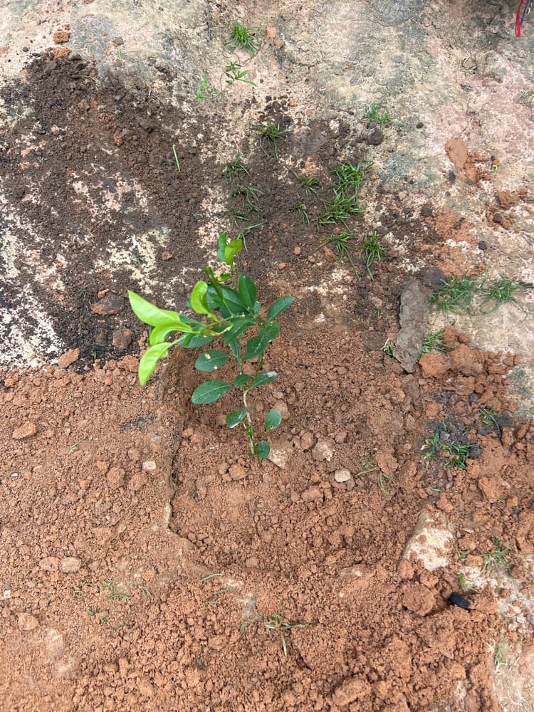Photo prise le jour de la plantation
