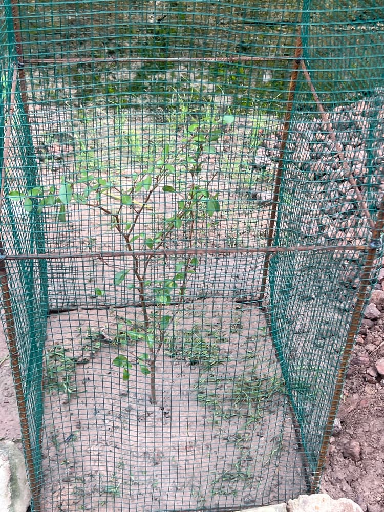 Photo prise le jour de la plantation