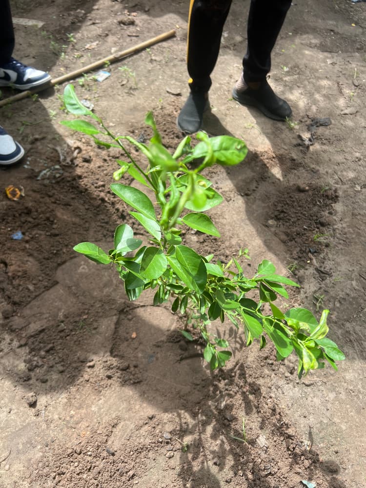 Photo prise le jour de la plantation