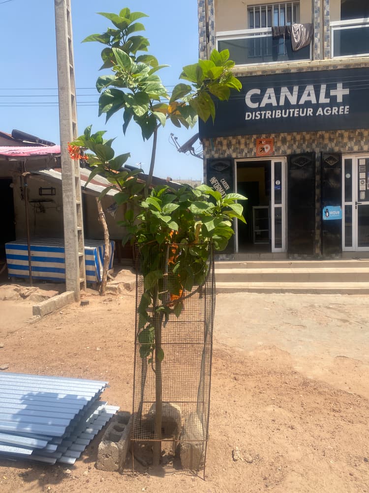 Photo prise le jour de la plantation