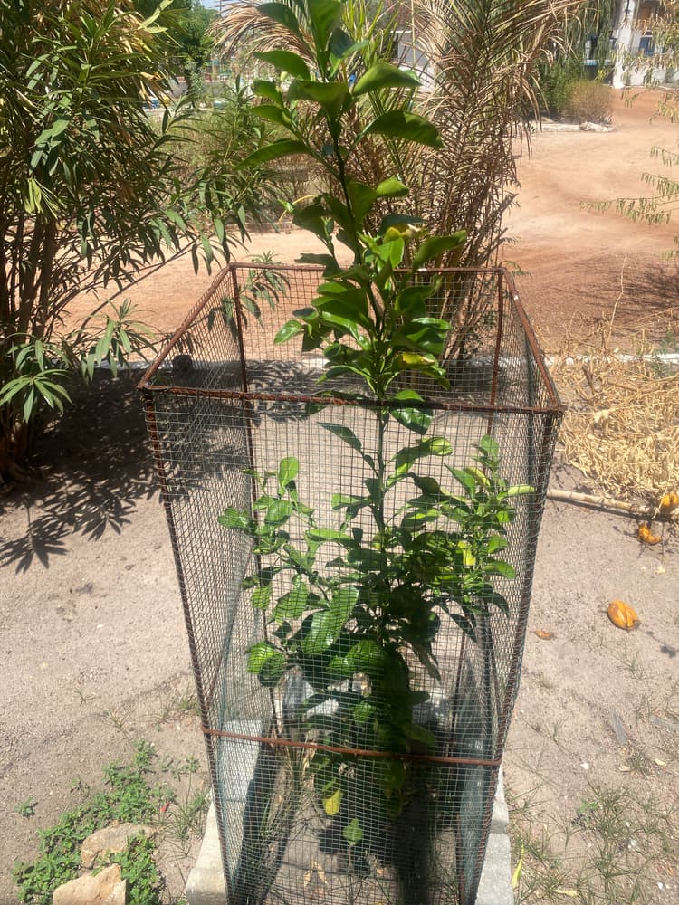 Photo prise le jour de la plantation