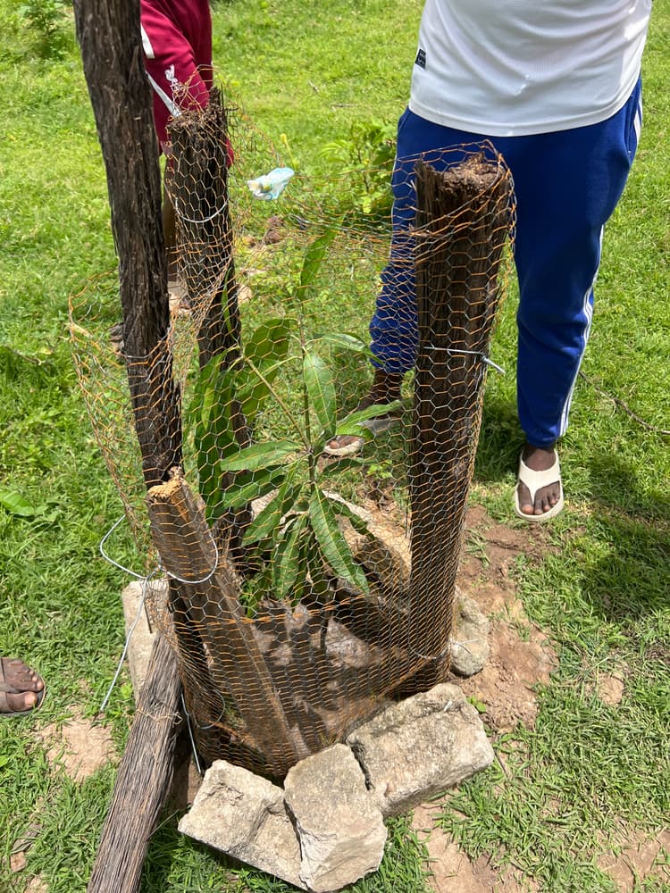 Photo prise le jour de la plantation