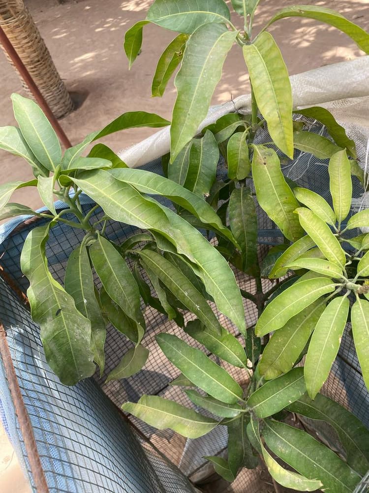 Photo prise le jour de la plantation