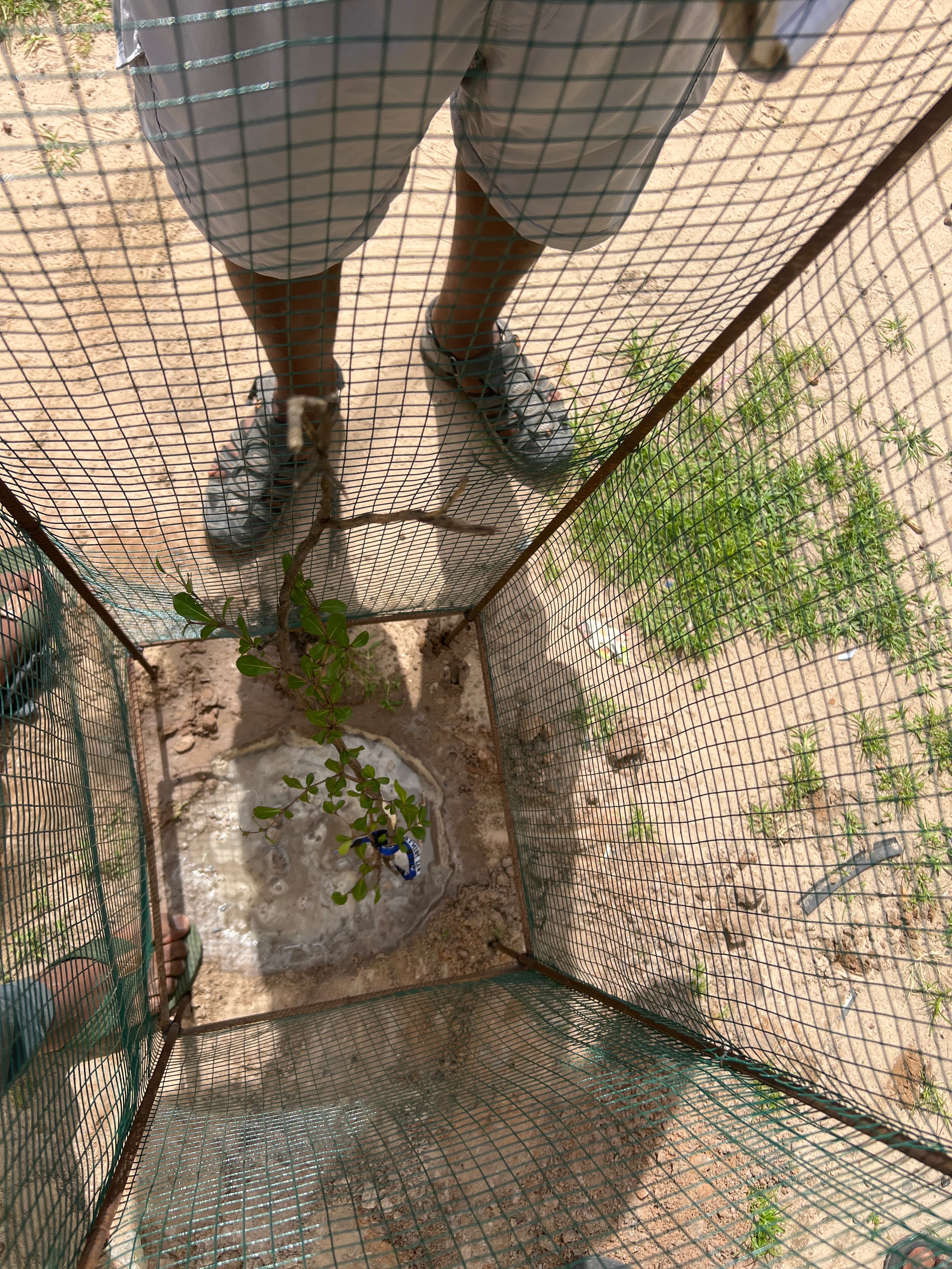Arbre LK-0142 le jour de sa plantation