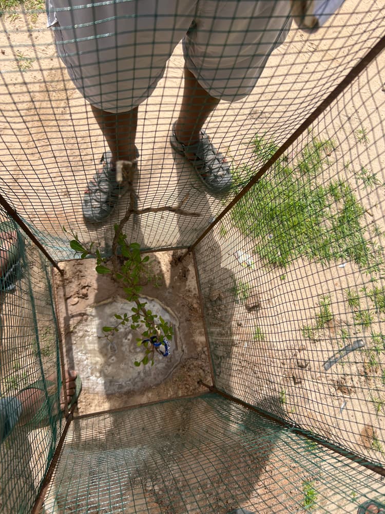 Photo prise le jour de la plantation