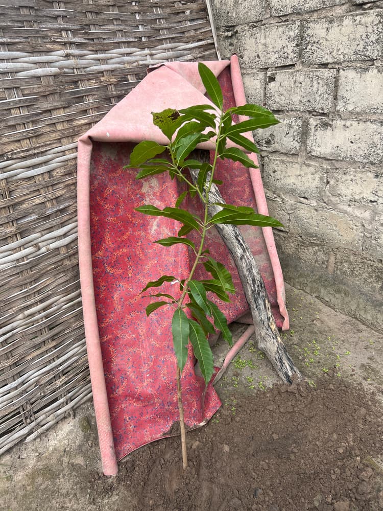 Photo prise le jour de la plantation
